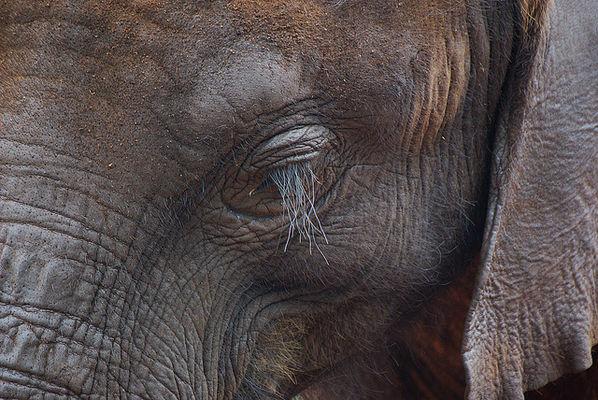 Elephant eye lash