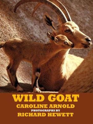 Wild goat