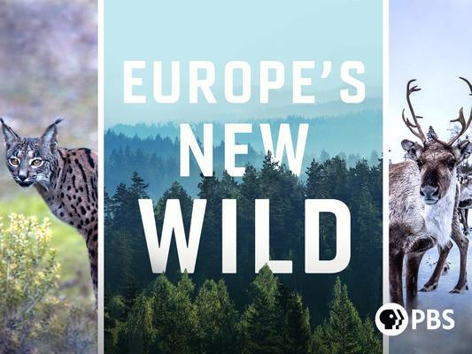 Europe's new wild