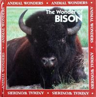 Wonder of bison