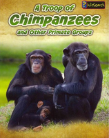 A troop of chimpanzees, and other primate groups