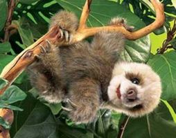 Baby sloth puppet
