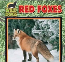 Red foxes
