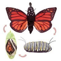 Monarch life cycle : reversible puppet