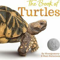 The book of turtles (AUDIOBOOK)