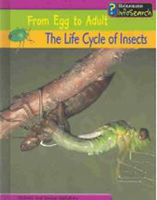 The life cycle of insects